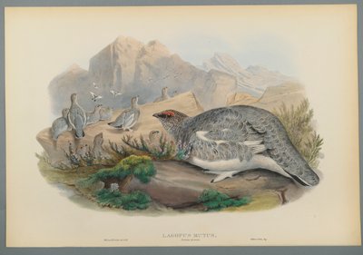 Lagopus Mutus, höstens fjäderdräkt: ripa (färg litho på vävt papper) av John Gould