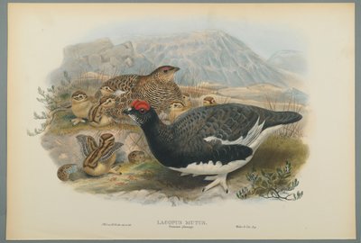 Lagopus Mutus, sommarfjäderdrakt: ripa (färg litho på vävt papper) av John Gould