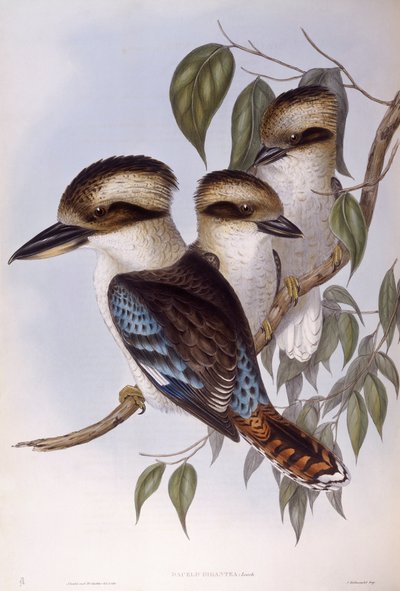 Skrattande kookaburra (Dacelo novaeguineae), Gravyr av John Gould av John Gould