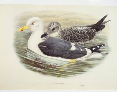 Mindre mås (Larus fuscus), illustration av John Gould