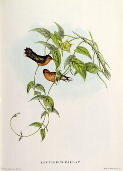 Leucippus Fallax av John Gould