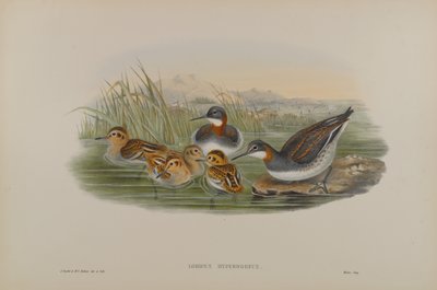 Lobipes Hyperboreus - Rödhalsad Phalarope av John Gould