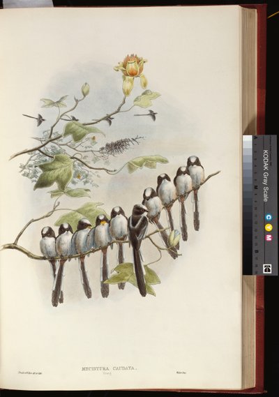 Långsvansmes av John Gould