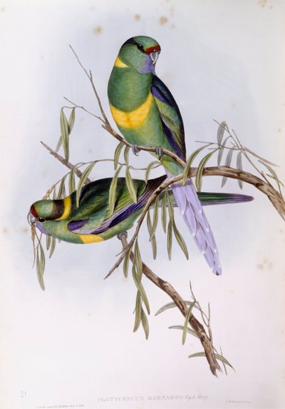 Mallee ringneck (Platycercus eller Barnardius barnardi), Gravyr av John Gould av John Gould