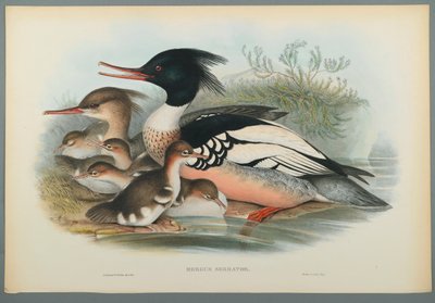 Mergus Serrator: Merganser (färg litho på vävt papper) av John Gould