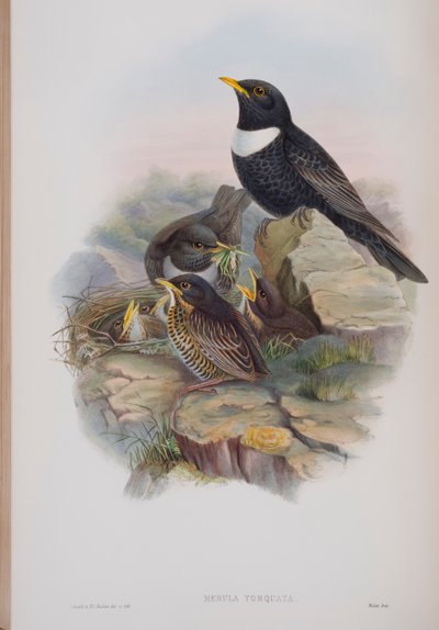 Merula Torquata, tallrik från The Birds of Great Britain av John Gould, publicerad 1862-73 (handfärgad lito) av John Gould