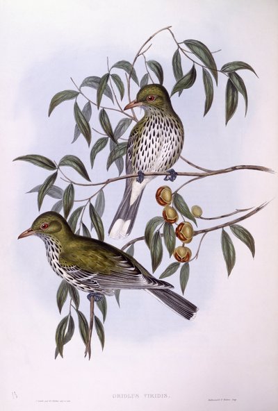 Olivryggad oriole (Oriolus sagittatus), Gravyr av John Gould av John Gould
