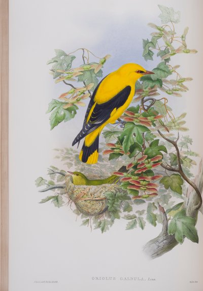 Oriolus Galbula, tallrik från The Birds of Great Britain av John Gould, publicerad 1862-73 (handfärgad lito) av John Gould