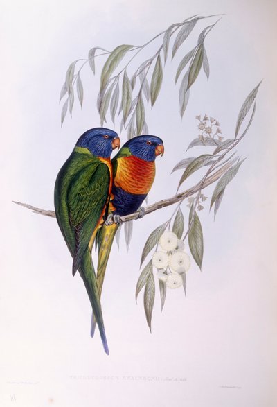 Utsmyckad lorikeet (Trichoglossus ornatus), gravyr av John Gould av John Gould