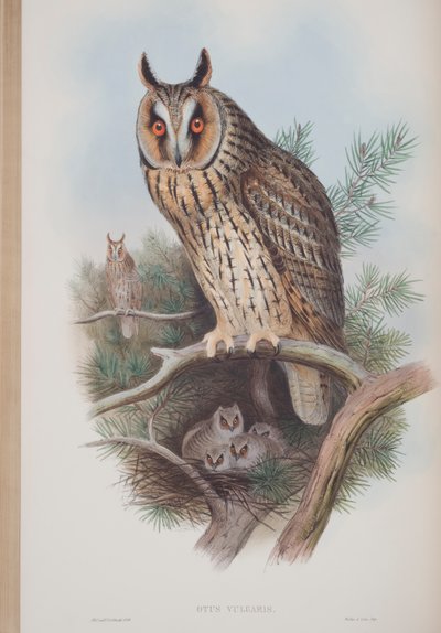 Otus Vulgaris, tallrik från The Birds of Great Britain av John Gould, publicerad 1862-73 (handfärgad litho) av John Gould