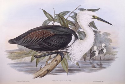 Stillahavshäger (Ardea pacifica), gravyr av John Gould av John Gould