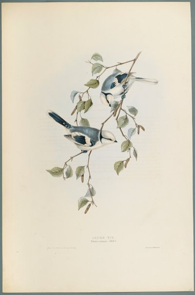Parus Cyanus: Azurmes (färg litho på vävt papper) av John Gould
