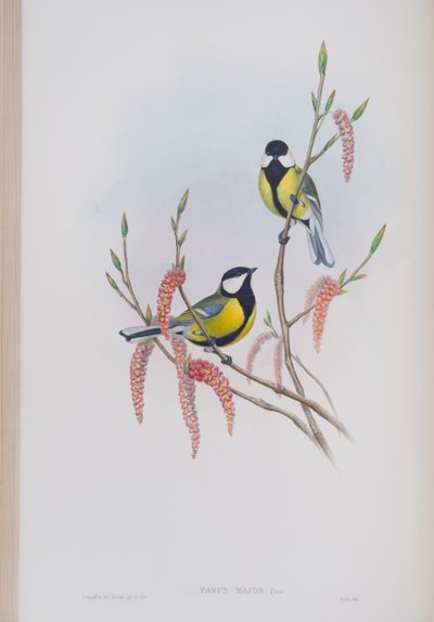 Parus Major, tallrik från The Birds of Great Britain av John Gould, publicerad 1862-73 (handfärgad litho) av John Gould