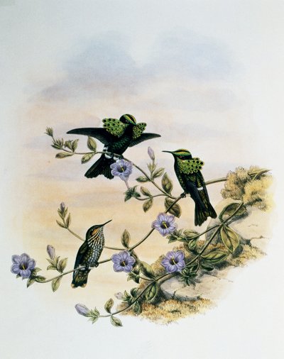 Peacock Coquette (Lophornis pavoninus), gravyr från Monograph of Trochilidae eller Humming Birds (1849-1861), av John Gould (1804-1881), Storbritannien av John Gould