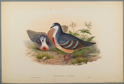 Philogoenas Cruenta (färg litho på vävt papper) av John Gould