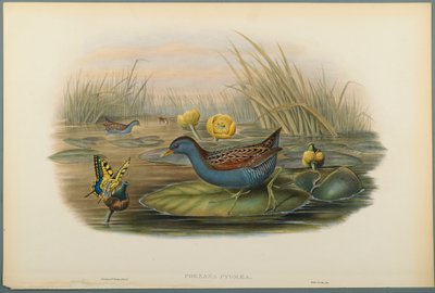 Porzana Pygmaea, Baillons Crane (färg litho på vävt papper) av John Gould