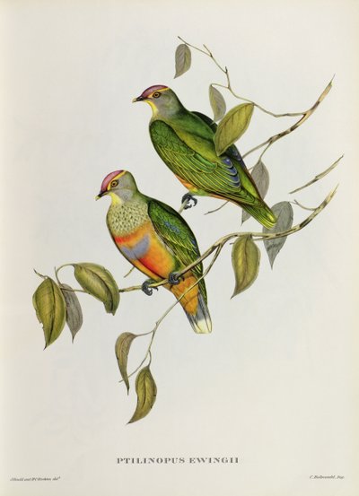 Ptilinopus Ewingii av John Gould
