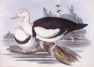 Radjah shelduck (Tadorna radjah), Gravyr av John Gould av John Gould