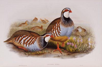Rödbenta rapphöns, 1862-73 av John Gould