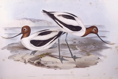 Rödhalsad avocet (Recurvirostra novaehollandiae), gravyr av John Gould av John Gould
