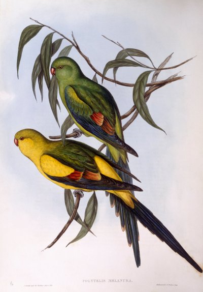 Regent papegoja (Polytelis anthopeplus), Gravyr av John Gould av John Gould