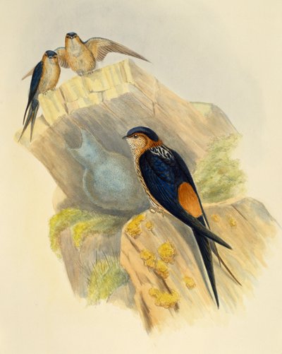 Rufous-bellied Swallow (Hirundo daurica), gravyr av John Gould (1804-1881), Storbritannien av John Gould