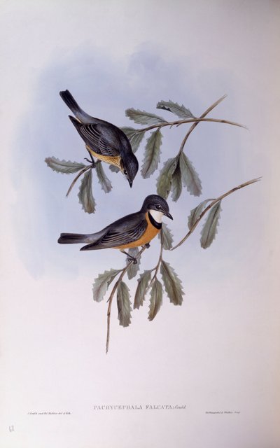 Rufous whistler (Pachycephala rufiventris), Gravyr av John Gould av John Gould