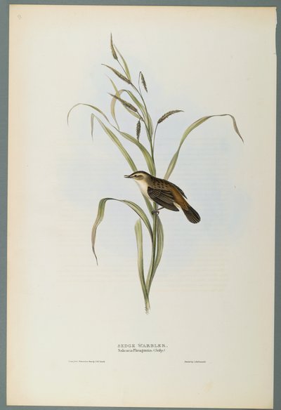 Salicaria Phragmatis: Sedge Warbler (färg litho på vävt papper) av John Gould