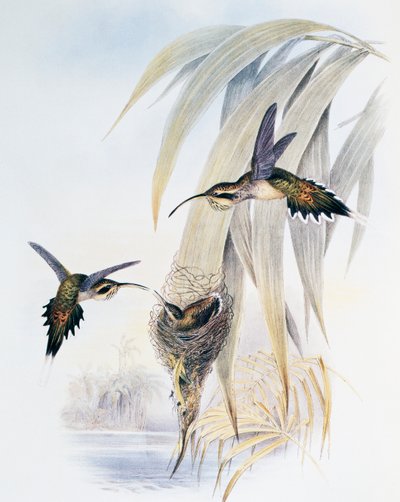 Fjällstrupig eremit (Phaethornis eurynome), gravyr från Monograph of Trochilidae eller Humming Birds (1849-1861), av John Gould (1804-1881), Storbritannien av John Gould