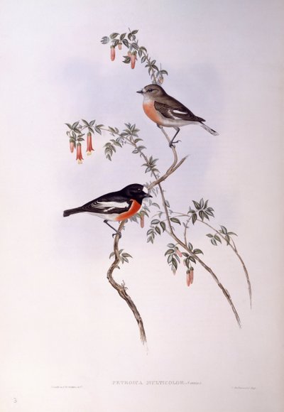 Scarlet robin (Petroica multicolour), Gravyr av John Gould av John Gould