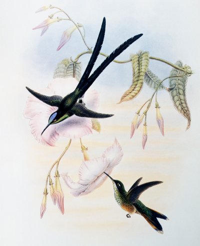 Scissor-tailed Hummingbird (Hylonympha macrocerca), gravyr från Monograph of Trochilidae eller Humming Birds (1849-1861), av John Gould (1804-1881), Storbritannien av John Gould