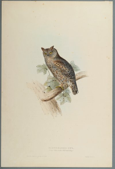 Scops Aldrovandi - Scops Eared Owl (färg litho på vävt papper) av John Gould