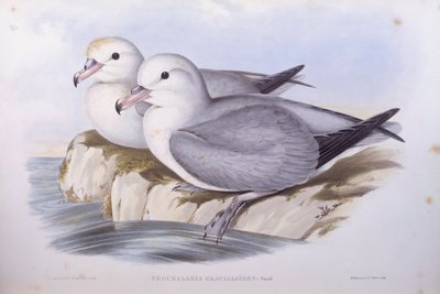 Södra havstulpan (Fulmarus glacialoides), Gravyr av John Gould av John Gould