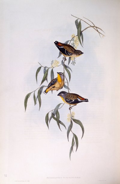 Fläckig pardalot (Pardalotus punctatus), gravyr av John Gould av John Gould