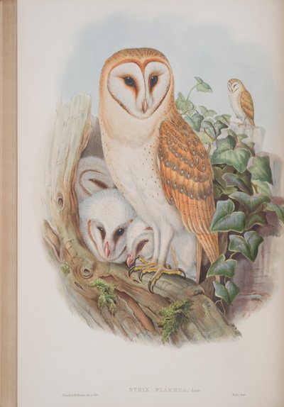 Strix Flammea, tallrik från The Birds of Great Britain av John Gould, publicerad 1862-73 (handfärgad lito) av John Gould