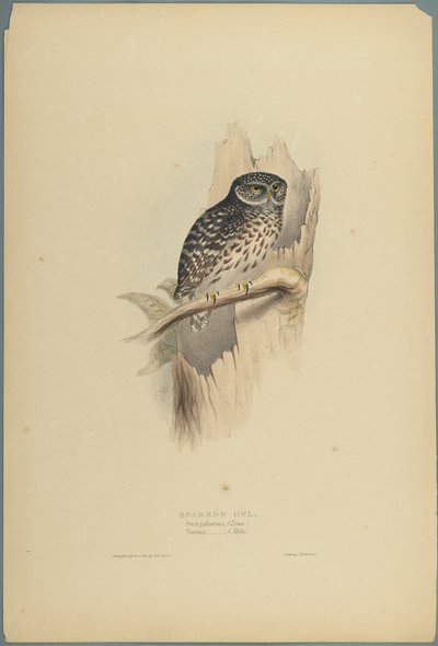 Strix Pafsernia - Noctua (färg litho på vävt papper) av John Gould