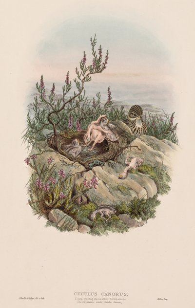Storbritanniens fåglar: Cuculus canorus. av John Gould