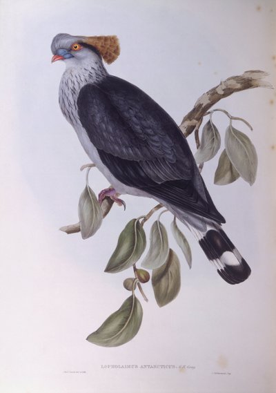 Topknotduva (Lopholaimus antarcticus), Gravyr av John Gould av John Gould