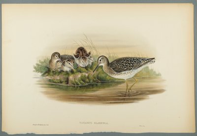 Totanus Glareola - Wood Sandpiper (färg litho på vävt papper) av John Gould
