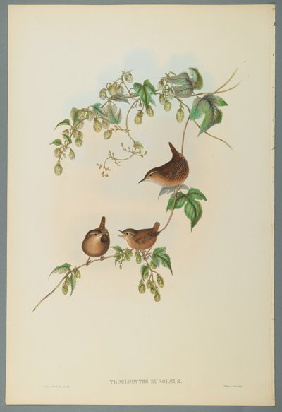 Troglodytes Europaeus - Gärdsmyg (färg litho på vävt papper) av John Gould