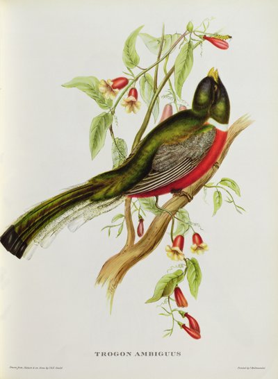Trogon Ambiguus från 
