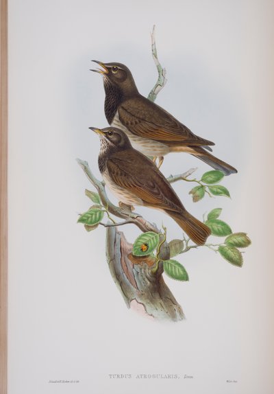 Turdis Atrogularis, tallrik från The Birds of Great Britain av John Gould, publicerad 1862-73 (handfärgad lito) av John Gould