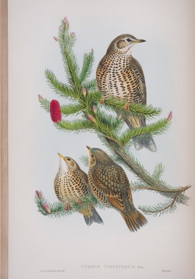 Turdus Viscivorus, tallrik från The Birds of Great Britain av John Gould, publicerad 1862-73 (handfärgad lito) av John Gould