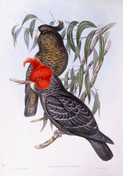 Två papegojor som sitter på gren, gravyr av John Gould