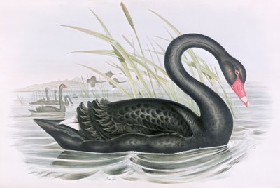 Okänd bild av John Gould