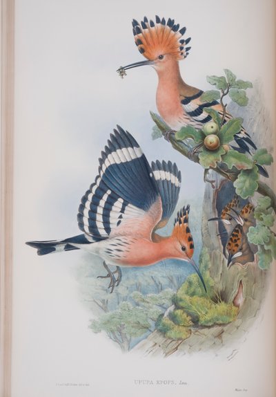 Upupa Epops, tallrik från The Birds of Great Britain av John Gould, publicerad 1862-73 (handfärgad lito) av John Gould