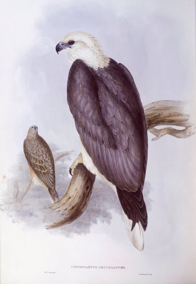 Vitbukad fiskörn (Haliaeetus leucogaster), Gravyr av John Gould av John Gould