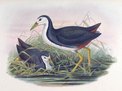 Vitbröstad Waterhen Amaurornis phoenicurus (Vimpel) av John Gould