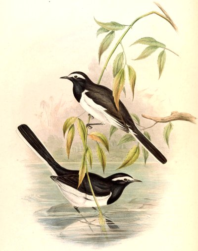 Vitbrynad vippsvans Motacilla maderaspatensis Gmelin av John Gould