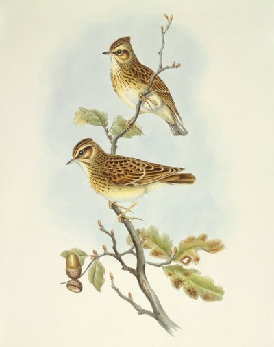 Trälärka (Lullula arborea), Gravyr av John Gould av John Gould
